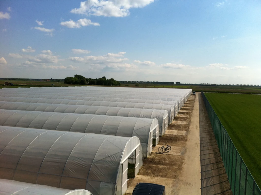 Hot Sale Single Span Tunnel Film Greenhouse with Side Ventilation