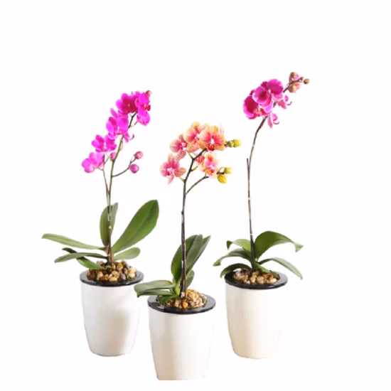 강철 코어와 플라스틱 코팅 금속이 있는 견고한 정원 토마토 스테이크가 견고한 녹색 식물 스테이크를 지지합니다.